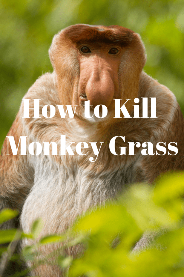 How to Kill Monkey Grass (Step by Step)